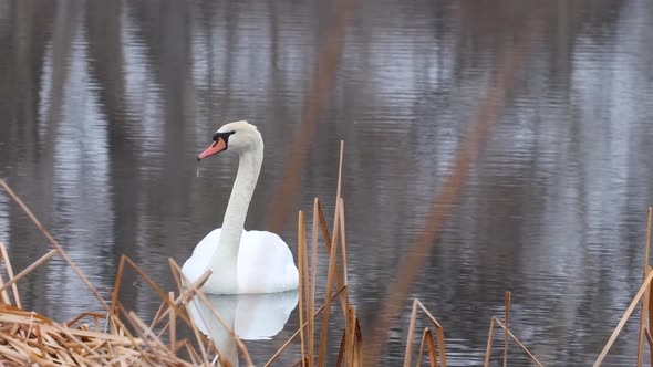 The majestic North American Swan stopping at a local pond for a snack before its long migration.