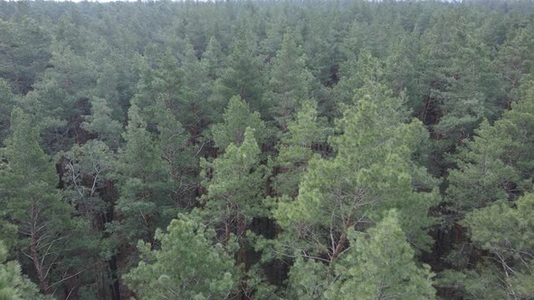 Trees in a Pine Forest During the Day Aerial View