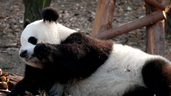 Giant Panda Bear Eating Bamboo