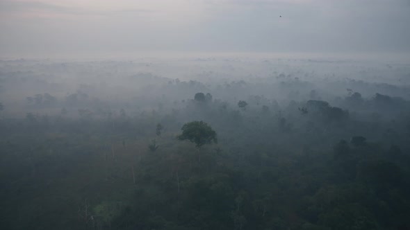 The Dark Jungle of the Amazon