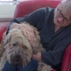 Happy senior woman petting her dog at home - VideoHive Item for Sale