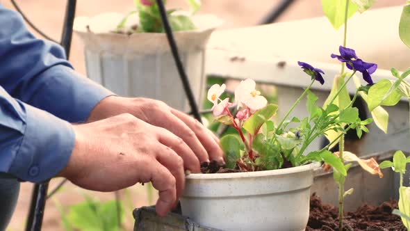 Male Hands Plant a Flower on a Flower Bed in a Pot Closeup