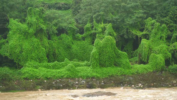 Ivy Covered Real Jungle Trees and Natural Dense Vegetation in Tropical Rain Forest