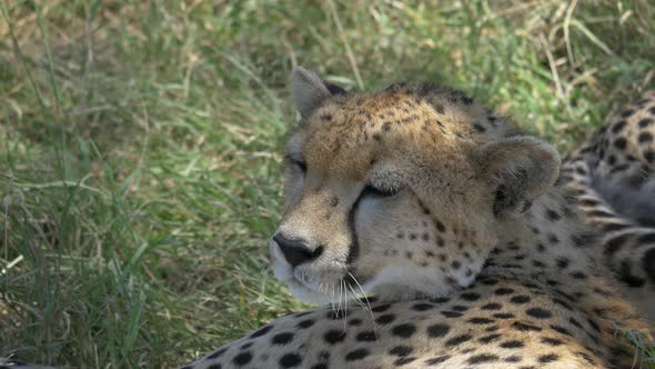 Close up of a cheetah resting