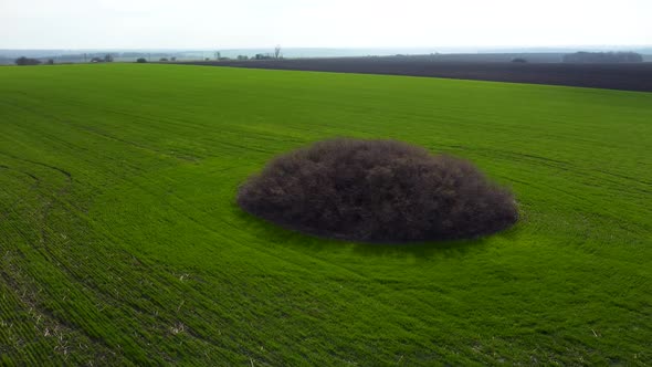 Aerial fly clockwise around a bush in spring field