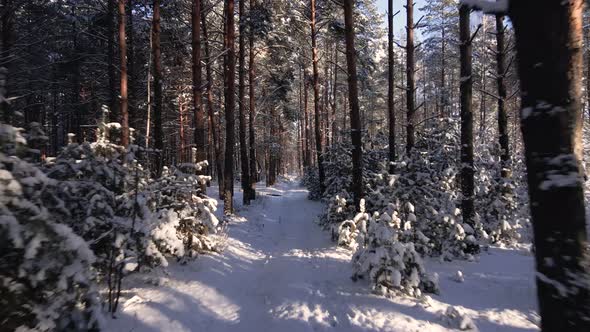 Frosty Sunny Winter Landscape in Snowy Pine Forest