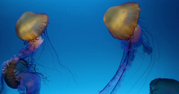 Jelly fish swim in the water tank