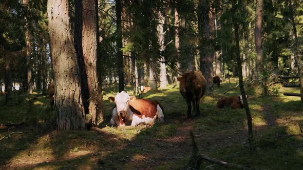Many Highland Cattle Cows Resing in Shade in Forest