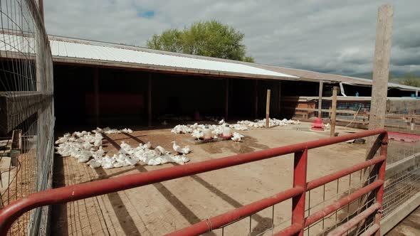 Lot of White Geese in Farm Yard in Countryside