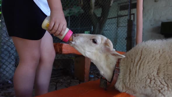 Child fed baby sheep with a bottle