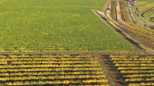 Flying Over a Vineyard. Aerial View