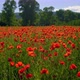 Poppy Field with Red Flowers and Wild Herbs, Trees and Mountain Hills Beautiful Landscape - VideoHive Item for Sale