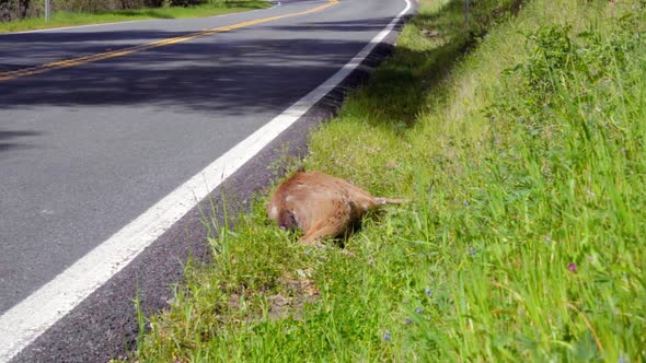 Helpless Deer Killed Dead Body Lying On The Grass Swarmed By Flies Along The Road. - Medium Shot