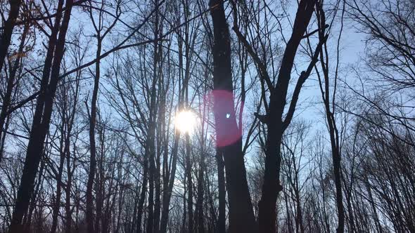 Walking on a forest road, early spring season