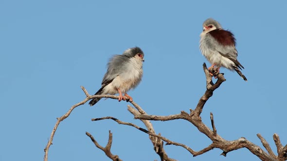 Pygmy Falcons Perched On A Branch - South Africa