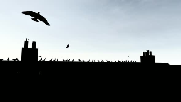 Silhouette of Birds on the Roof