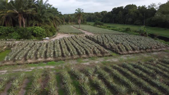 Aerial fly over pine apple farm with palm tree