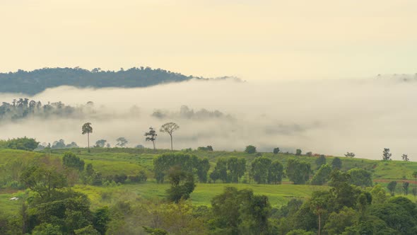 Time lapse of aerial top view of forest trees with fog mist and green mountain hil