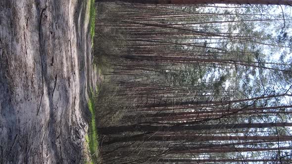 Vertical Video of a Road in the Forest Slow Motion