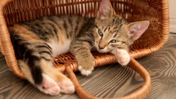 A Little Tabby Kitty Cat Falls Asleep in a Basket