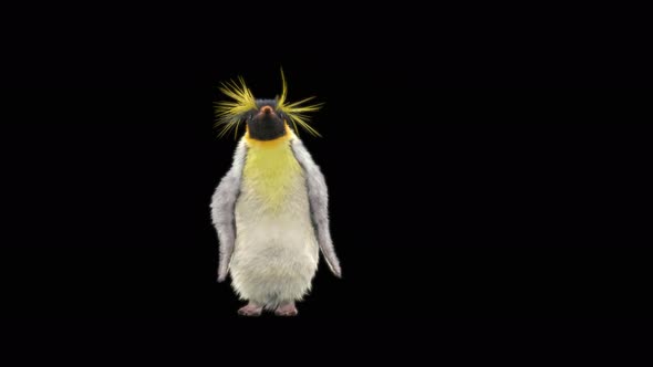 Penguin Dancing 4K