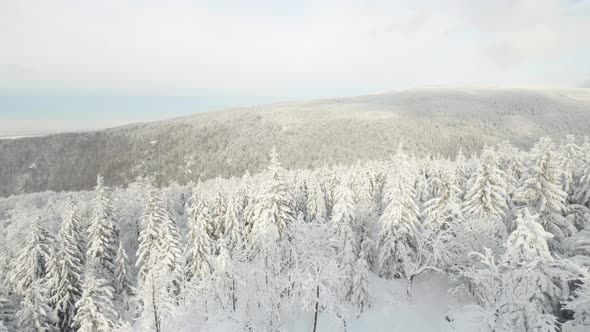 A Snowcovered Forest Landscape  Top View