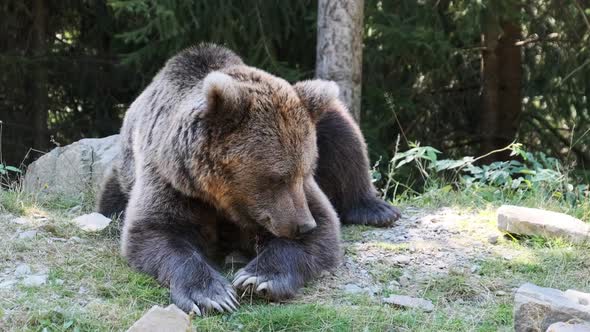 Brown Bear Lies in the Wild Forest on a Summer Day