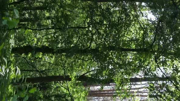 Vertical Video Aerial View Inside a Green Forest with Trees in Summer