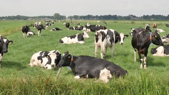 Black and white cows in the meadow grazing and looking around