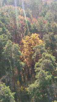 Vertical Video of Trees in the Forest Slow Motion