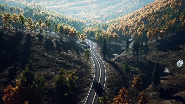 Trees with Yellow Foliage in Foggy Mountains