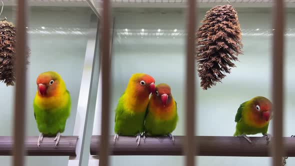 Small little birds Sun Conure happily playing in the cage at a Pet Shop in Sydney, Australia