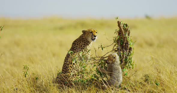 Cheetah and cub near a leafless bush