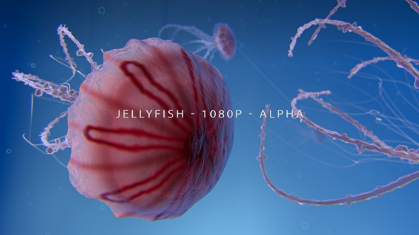 Jellyfish Swimming Underwater