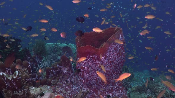 Underwater reef scene of colorful coral reef with big sponge and reef fishes.