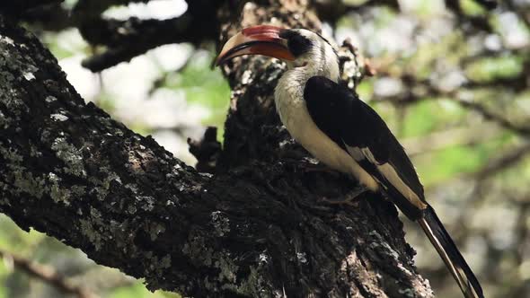 Von Der Decken's Hornbill Watching Around While Perching On The Old Tree Branch In El Karama Eco Lod