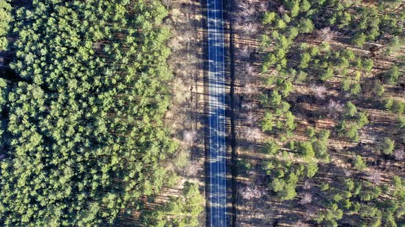 Road in the middle of forest, aerial view, Poland