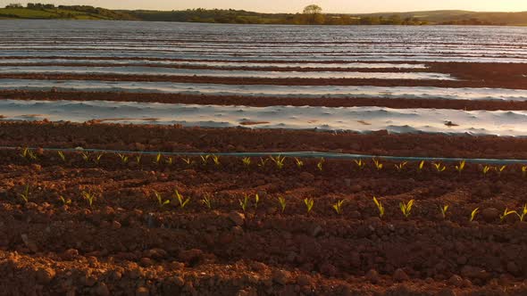 Furrows row pattern in a plowed field 4k