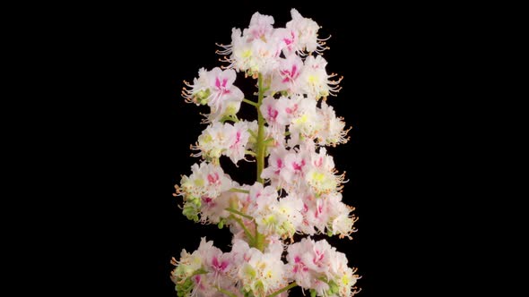 Beautiful White Flowers Blossoms on the Branches of Chestnut Tree