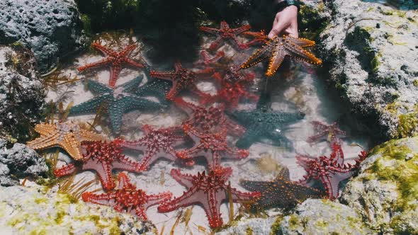 Lot of Colorful Starfish Lies in a Natural Coral Aquarium on the Ocean Shore