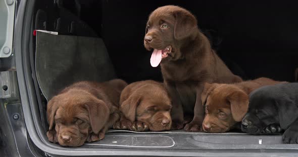 Brown and Black Labrador Retriever, Puppies in the Trunk of a Car, Yawning, Normandy in France