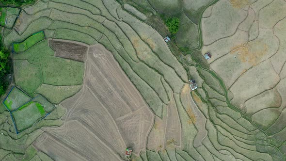 Wat Ban Wen Rice Fields in Nan Province Thailand