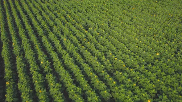 Aerial flying over a sunflower field