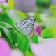 Close up of a colourful butterfly on a flower in a garden. - VideoHive Item for Sale
