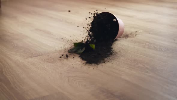 Flower Pot Falls to the Floor in Super Slow Motion