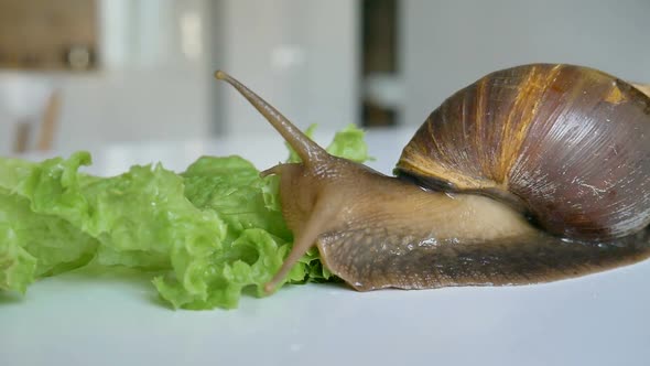 One Big Achatina Snail is Eating the Slice of the Cucumber and Green Lettuce or Salad on White Table