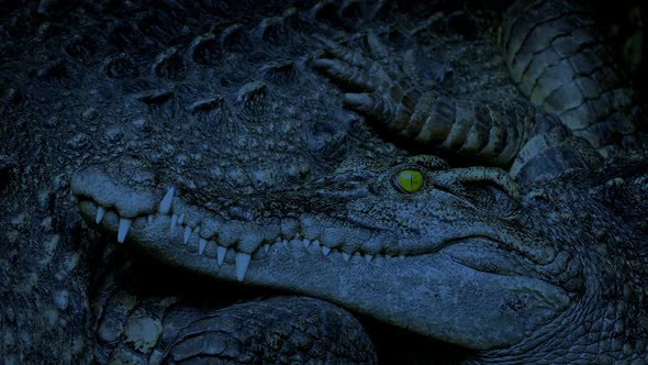 Crocodile Resting Next To Mother In The Evening