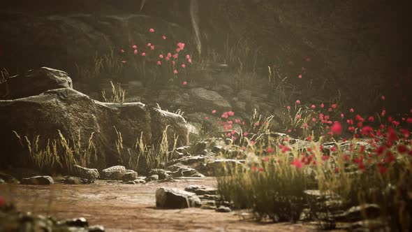 Gravel Path with Rocks in Mountains alt