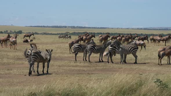 Zebras and topi antelopes