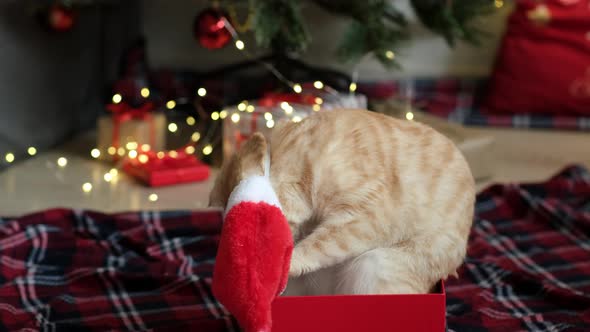Cat Sitting in Gift Box and Trying to Take Off Santa Hat on Background of Decorated Christmas New